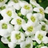 Alyssum