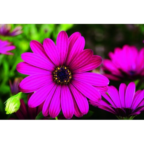 Osteospermum