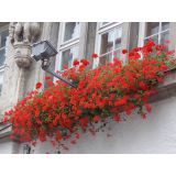 Window Boxes