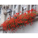 Window Boxes