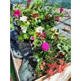 Basket plants Mix