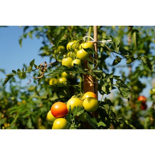Tomato Plants