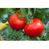 Tomato Plants