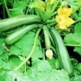 Courgette