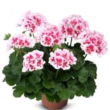 Pelargonium Zonal