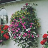 (Summer) Hanging Baskets