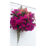 (Summer) Hanging Baskets