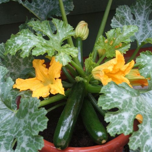 Courgette F1 Midnight