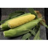 Sweetcorn F1