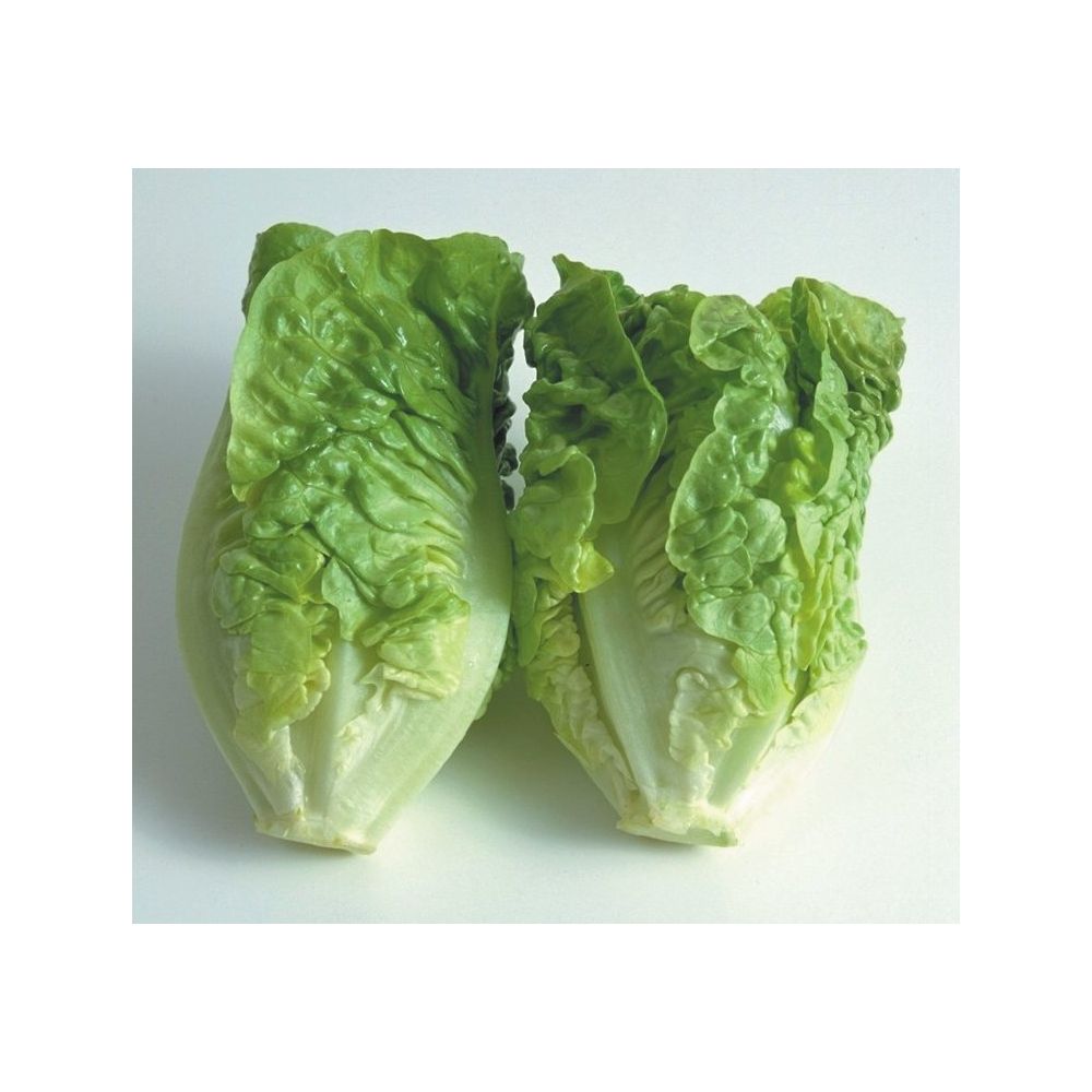 Lettuce, Little Gem