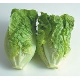 Lettuce  (Little Gem)