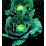 Cabbage (Ballhead type)