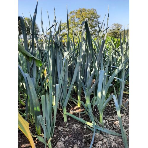 Leeks (Musselburgh)