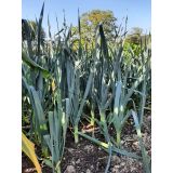 Leeks (Musselburgh)