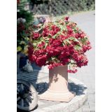 Trailing Begonia Baskets