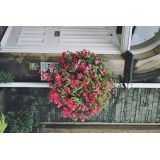 Trailing Begonia Baskets