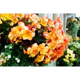 Trailing Begonia Baskets