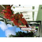 Trailing Begonia Baskets