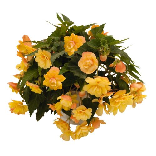 Begonia Trailing