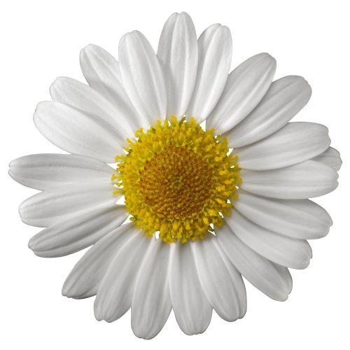 Argyranthemum