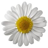 Argyranthemum