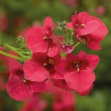 Diascia