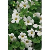 Bacopa