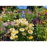 Leucanthmum