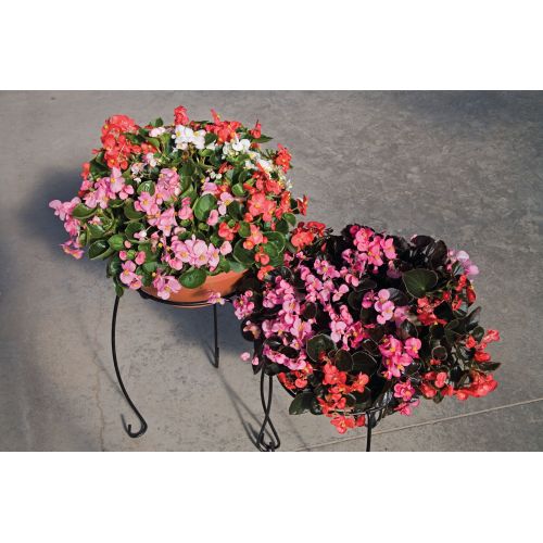Begonia Sempoflorens