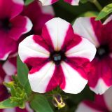 Petunia Hybrida