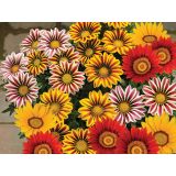 Gazanias