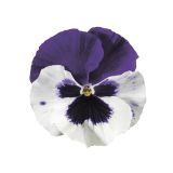 Viola White (with Purple Wing)
