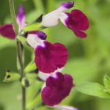Salvia greggii (Hot lips)