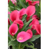 Calla Lilys