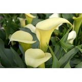 Calla Lilys