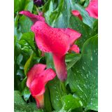 Calla Lilys