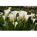 Calla Lilys