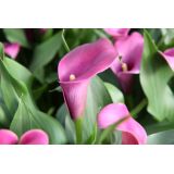 Calla Lilys