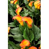 Calla Lilys