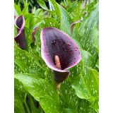 Calla Lilys