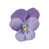 Viola Lavender