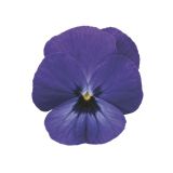 Viola Blue (with Blotch)