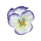 Viola Purple Picotee