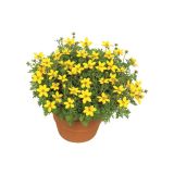 Bidens