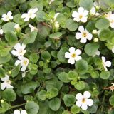 Bacopa