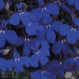 Lobelia Bedding