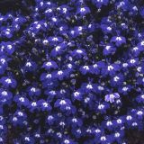 Lobelia Trailing